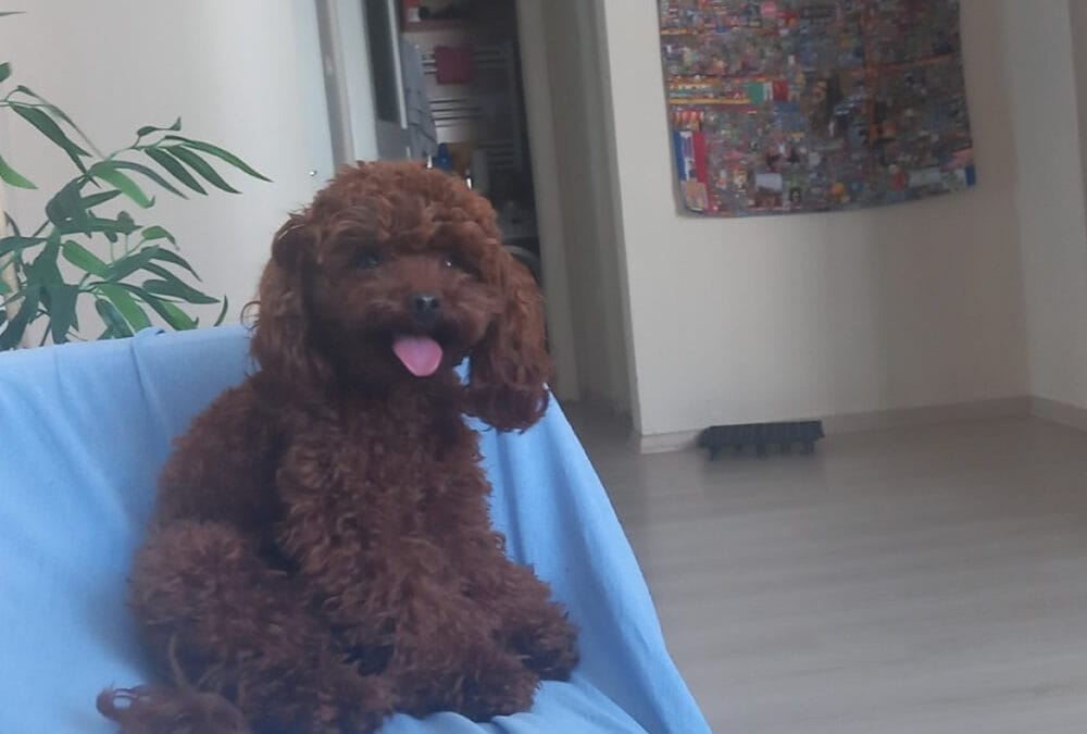 İstanbul toy poodle çiftleştirme