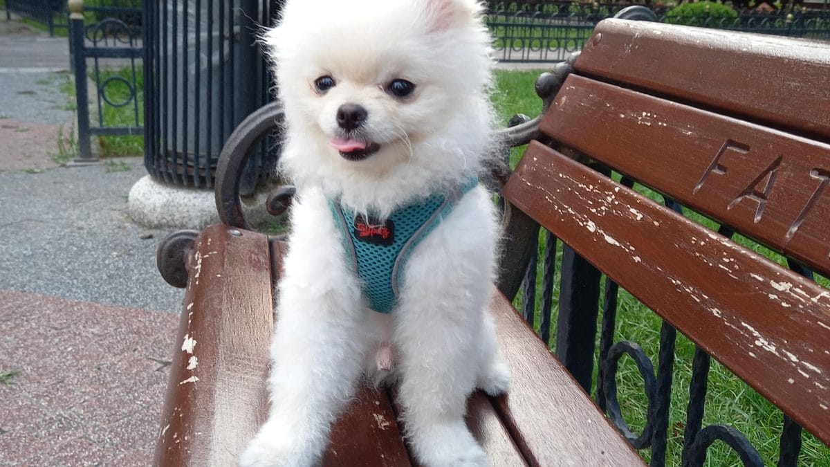 pomeranian eşleştirme