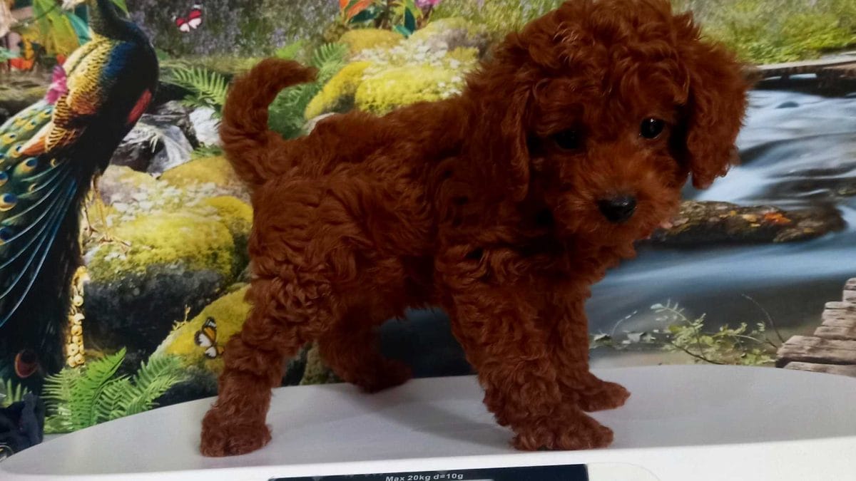 beşiktaş toy poodle yavru satılık