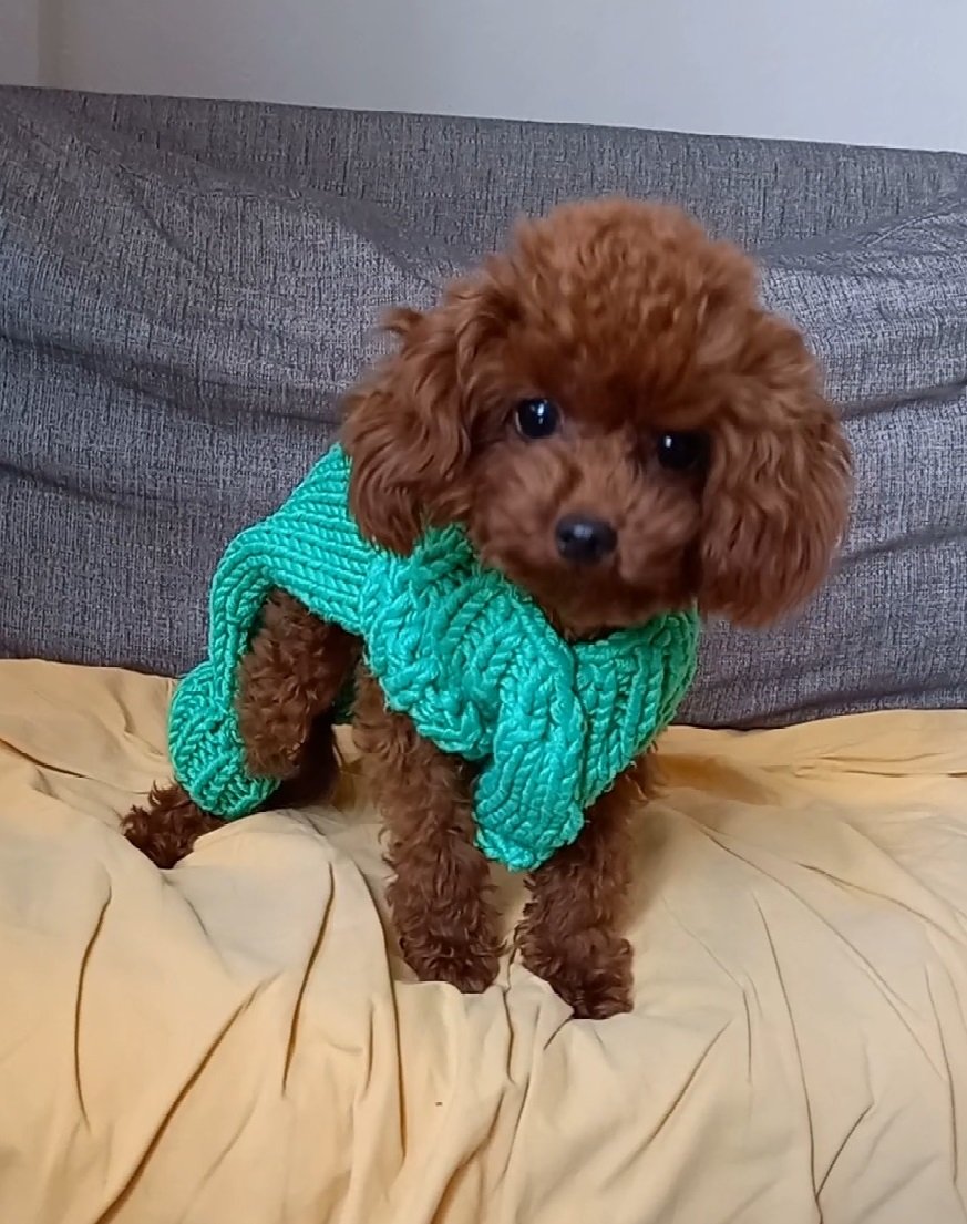 Toy Poodle çiftleştirme sürecinde damat ve dişi