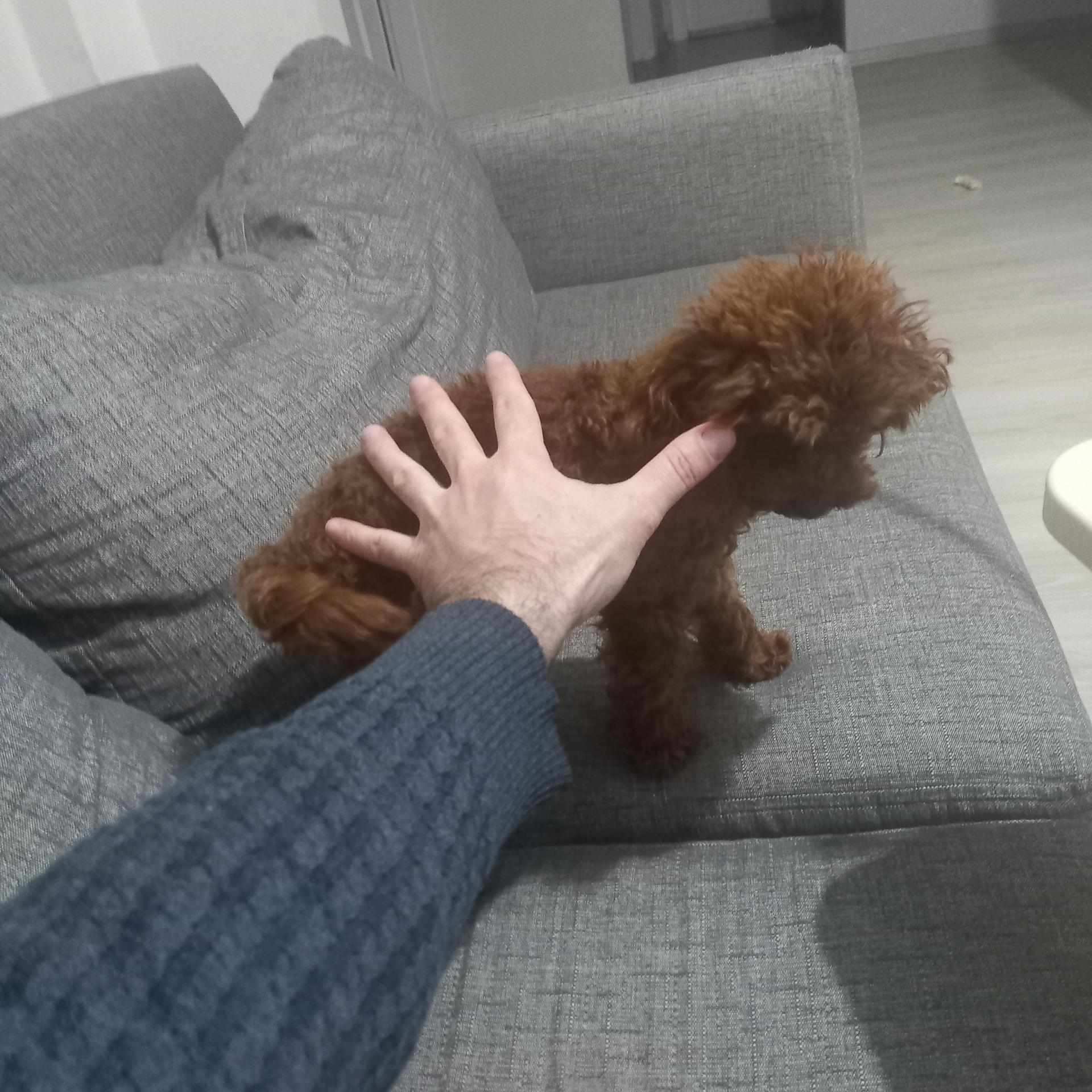 teacup poodle çiftleştirme