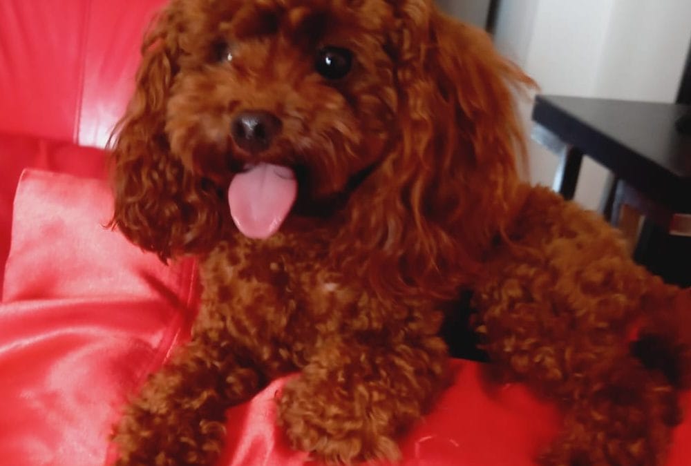antalya toy poodle çiftleştirme