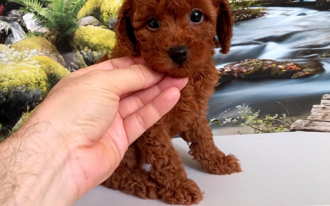 beylikdüzü satılık toy poodle