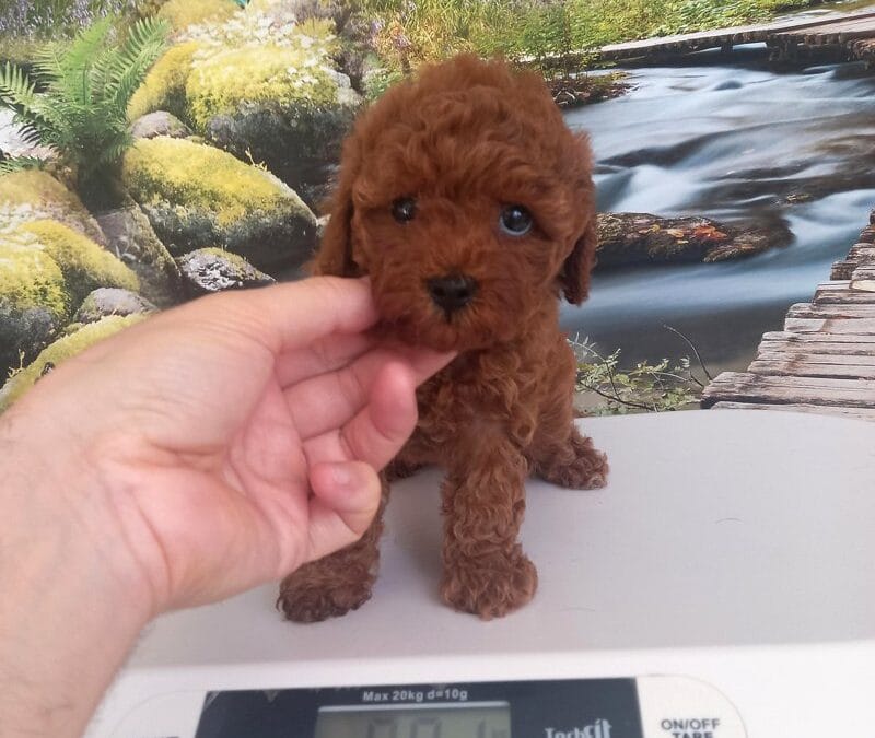 sarıyer toy poodle satılık
