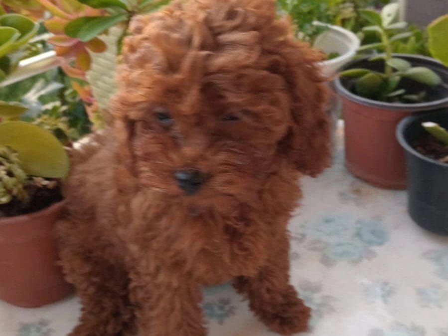 poodle satılık kadıköy