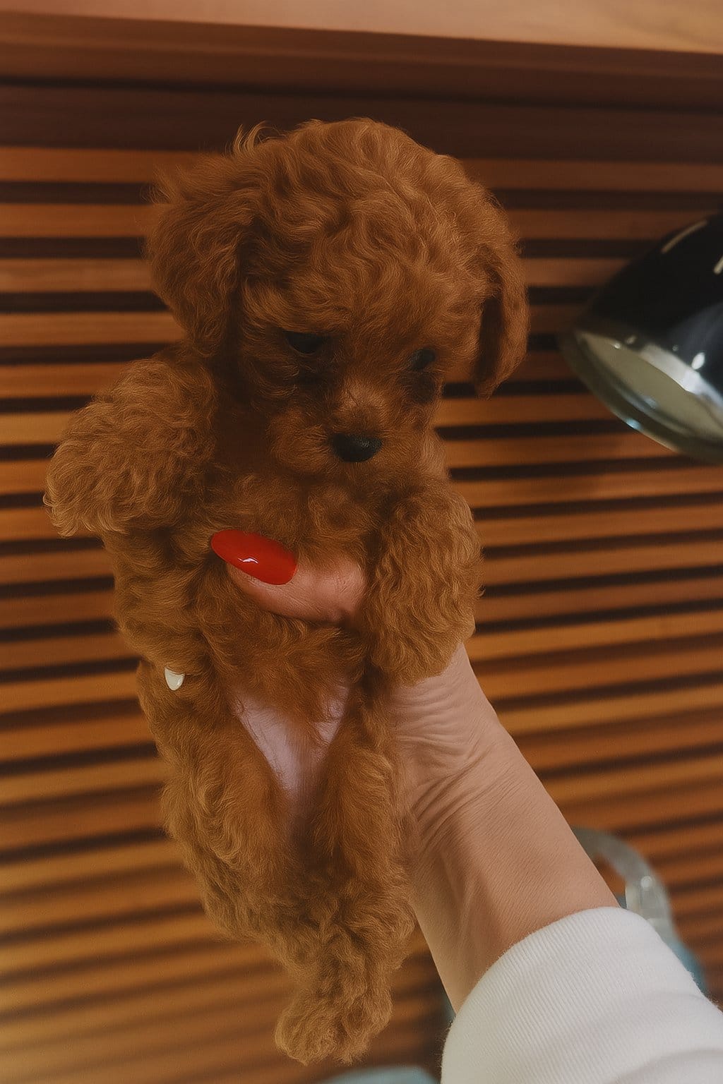 Toy Poodle özellikleri