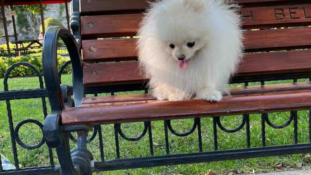 doğum süreci pomeranian