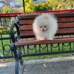 doğum süreci pomeranian