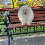 pomeranian eş bul