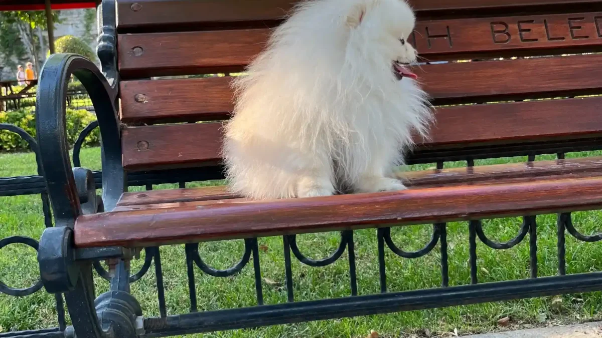 eş ilanları pomeranian