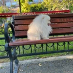 eş ilanları pomeranian